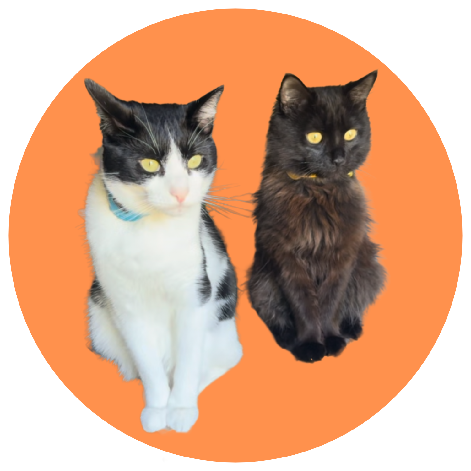 A picture of two cats in an orange circle.